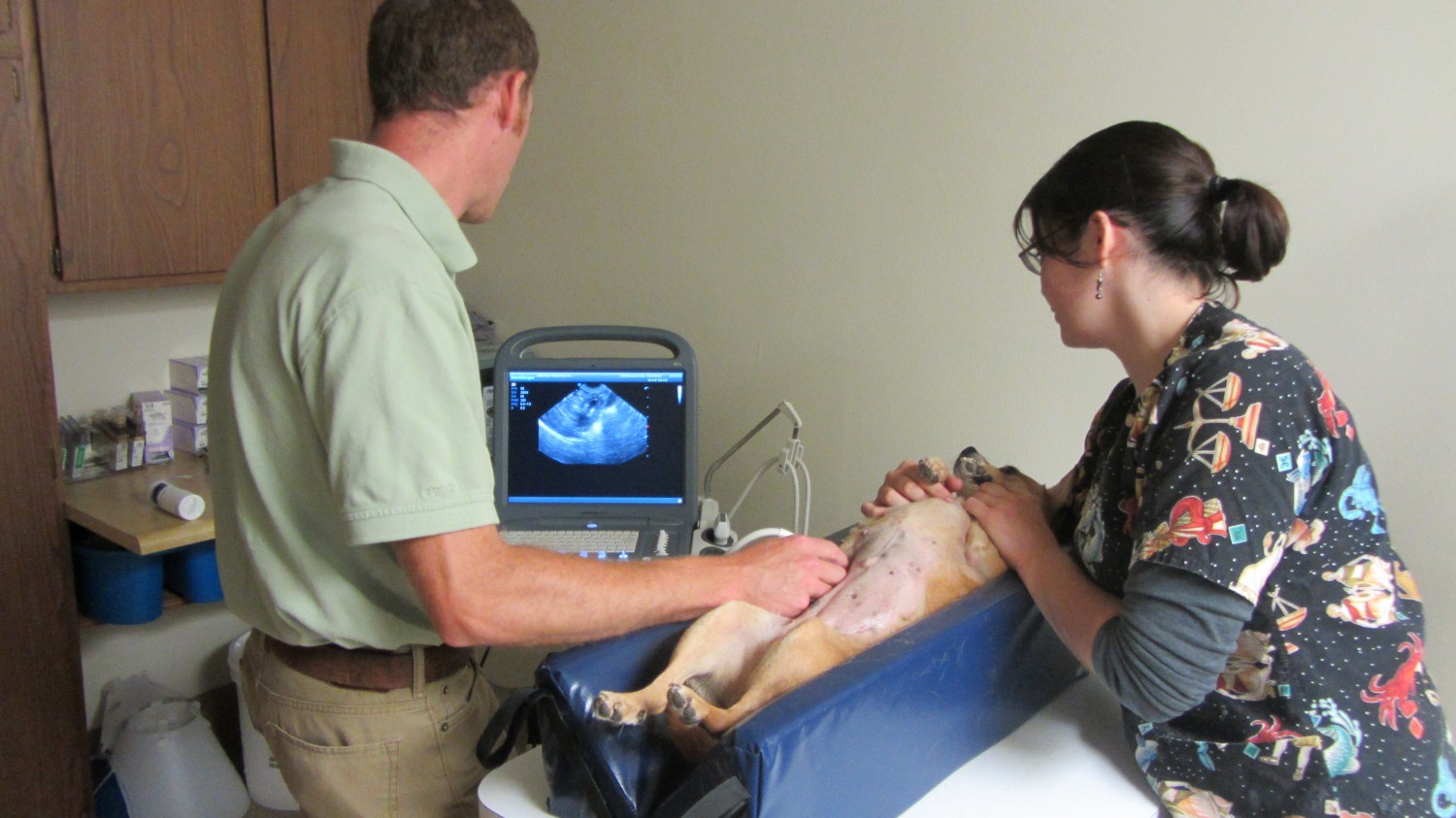 Dr. Luebbe performs a complete abdominal ultrasound.